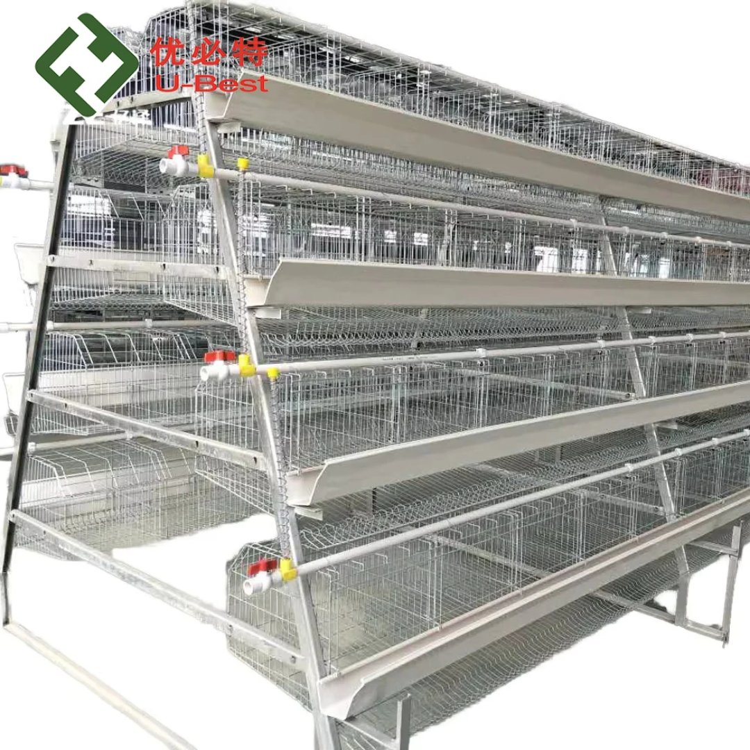 babaland7's tweet photo. Karibu Tukuagizie chickens cages type A 
Kwanini utumie cages
1.kuhudumia Kwa urahisi
2.kuepuka magonjwa ya matumbo
3.kukabiriana na upotevu wa chakula
4.kupunguza gharama za uhudumiaji https://t.co/WtO4miz96u