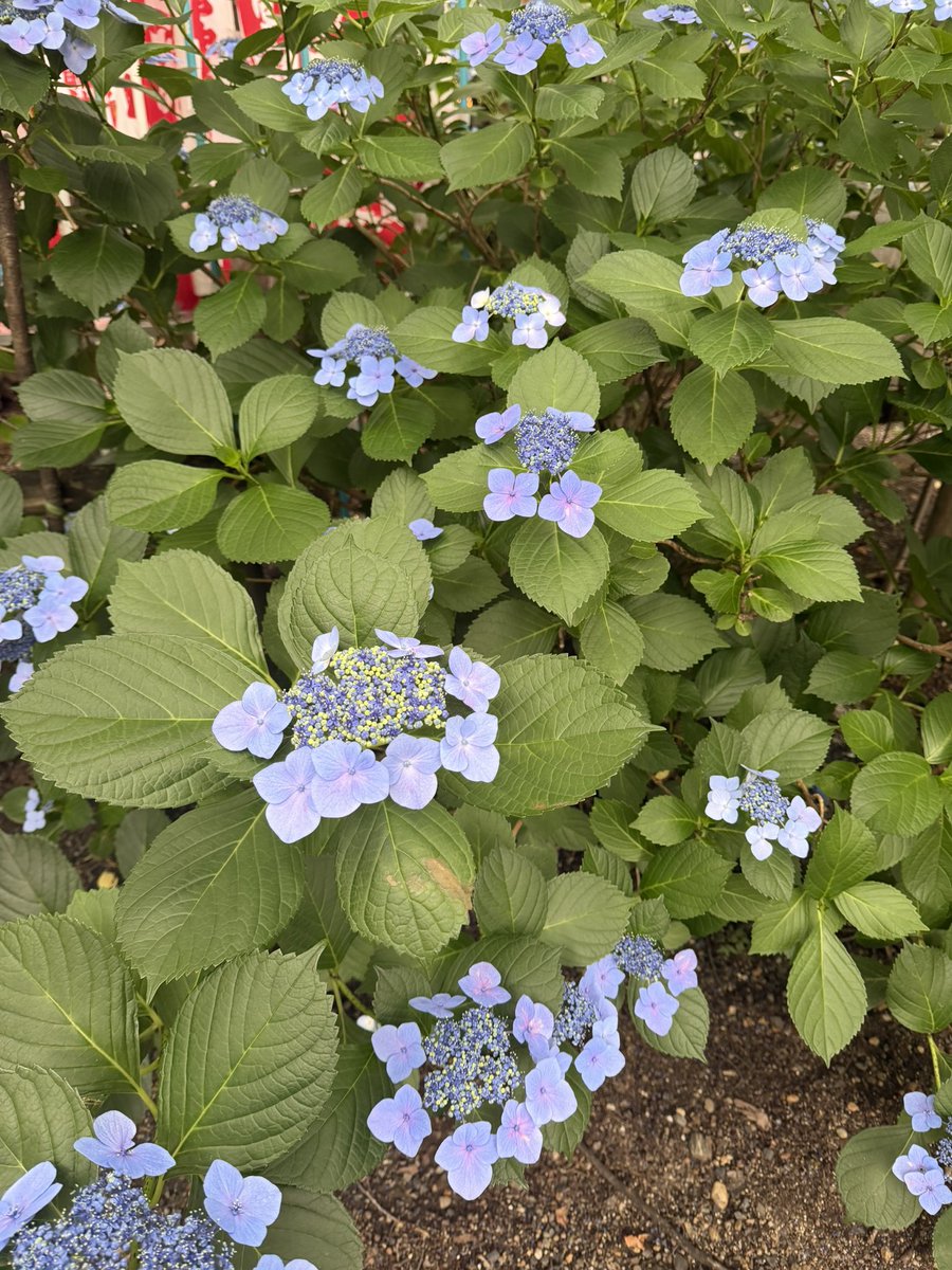 sprinter5's tweet photo. やっぱ紫陽花がいっちゃん好きな花

大須近くの若宮八幡社では四葩御朱印なるものを配布中 https://t.co/cYp8ftGDkk