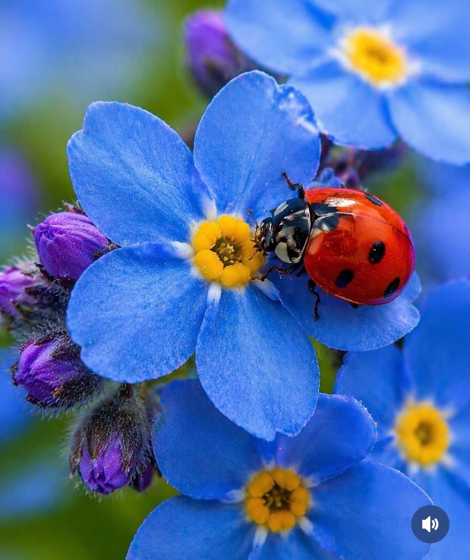 _littlegroves's tweet photo. now make a wish, the ladybird is here to grant them https://t.co/EB5sOCp7cX