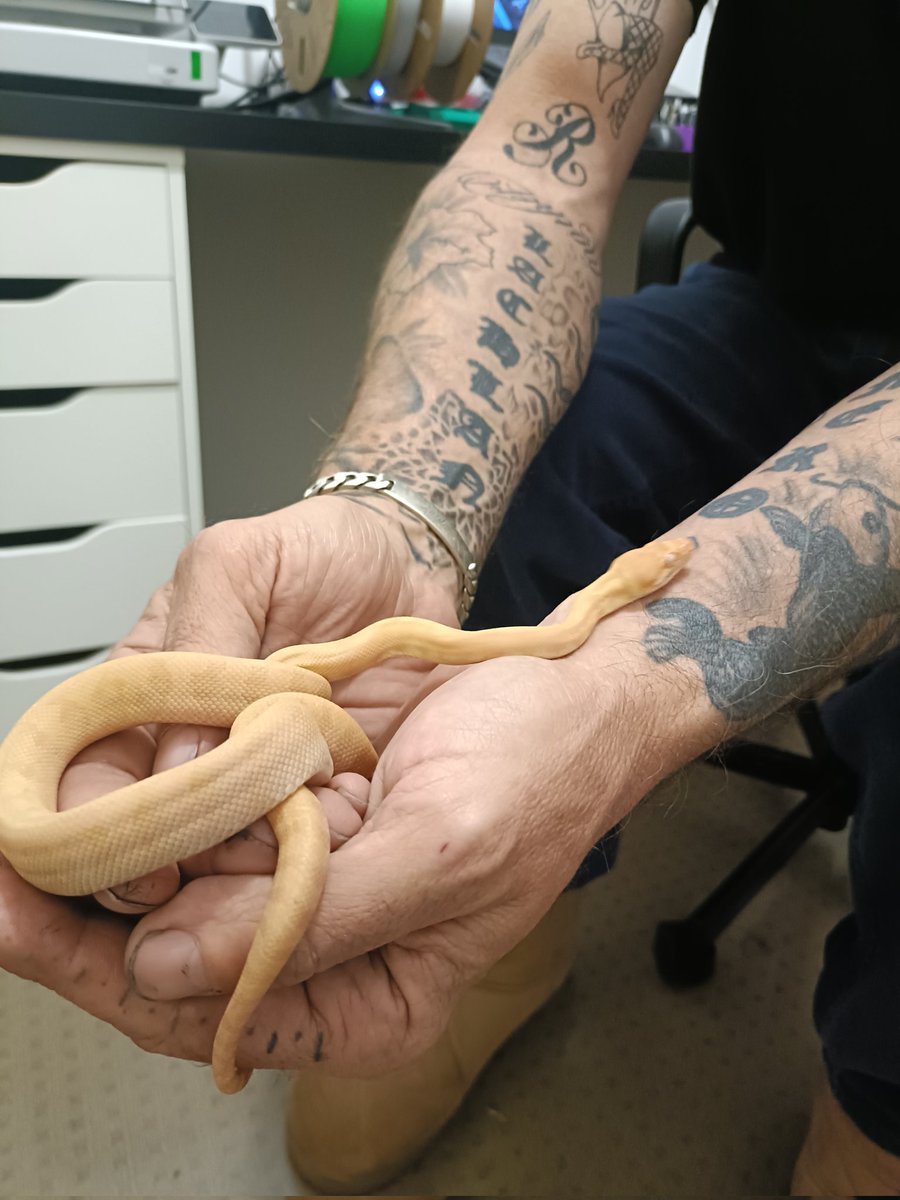 MF1828's tweet photo. Just popped my cherry. 
First time holding a live snake. https://t.co/MIA8vOiDTT
