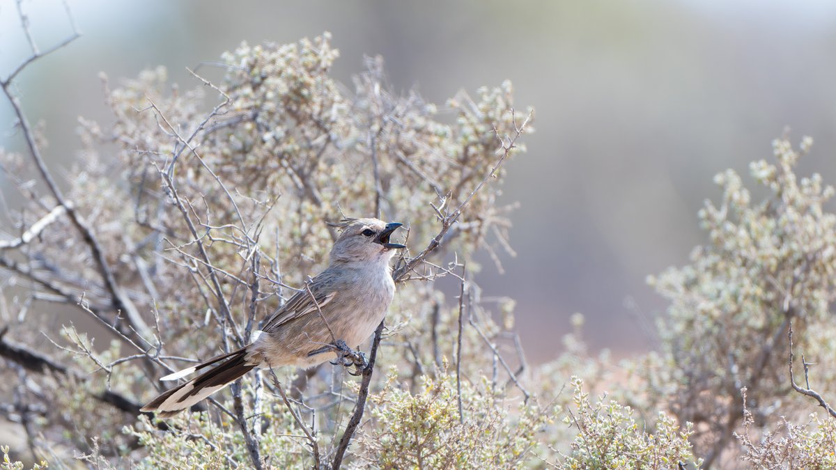 aves_bird's tweet photo. Chirruping Wedgebill occurs inland of southeastern Australia. One of four species in the genus Psophodes, which comprises two Whipbirds and two Wedgebills. Essentially identical to Chiming Wedgebill except for its voice. South Australia, Jan 2026. https://t.co/XT30T00Nyj
