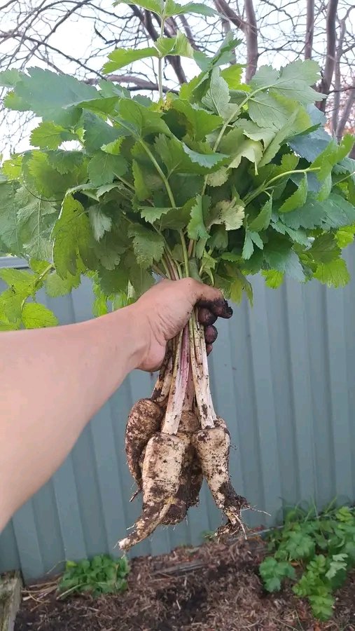 NinshutiT41026's tweet photo. Harvested some parsnips today
#parsnip
#harvested
#gardening https://t.co/ulKedvDWxa
