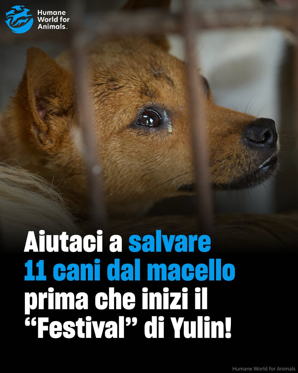 humaneworldita's tweet photo. 🔴URGENTE: Abbiamo individuato un macello nella periferia della città di  Yulin, in Cina, dove si trovano 11 cani in attesa di essere macellati per il famigerato "Festival" della carne di cane e gatto. https://t.co/cCc1RWEwOe