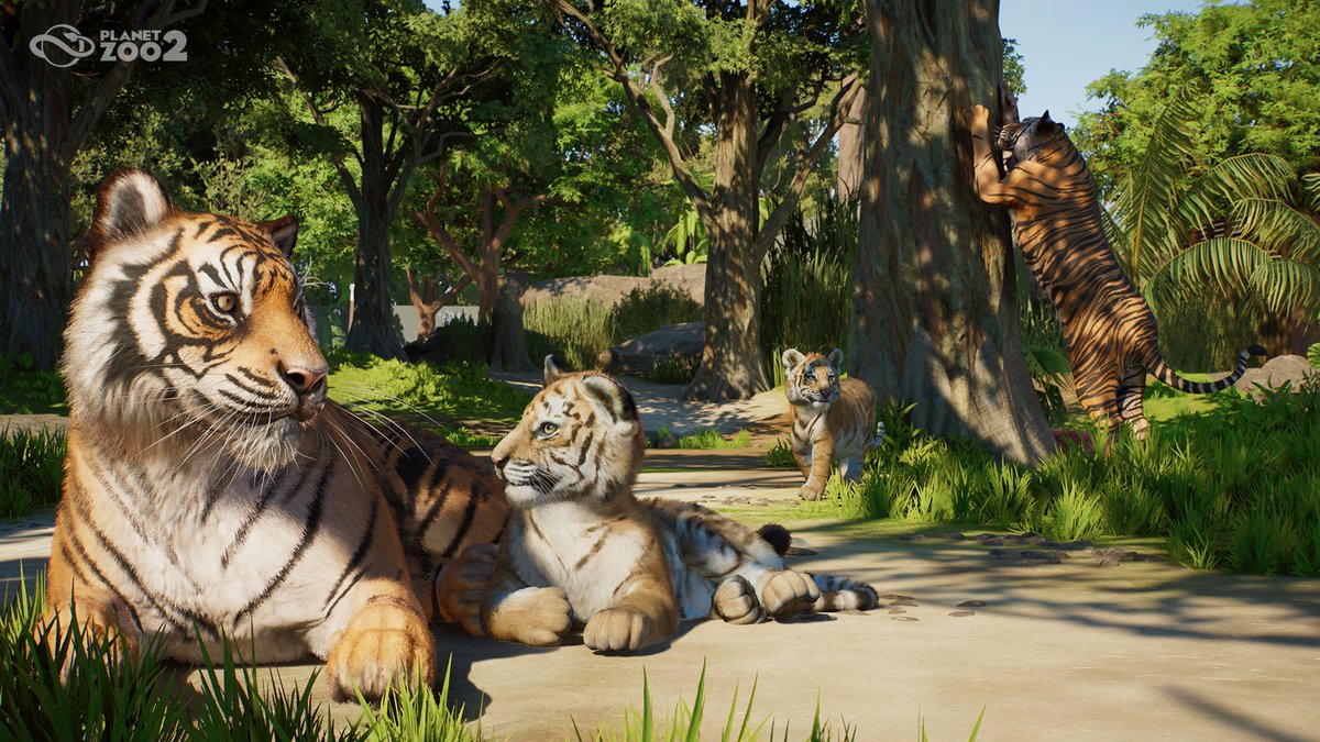 PlanetZooGame's tweet photo. Sumatran tigers are usually solitary creatures but mothers and their cubs will stick together for around two years. 

#PlanetZoo2 https://t.co/A8eCLQanei