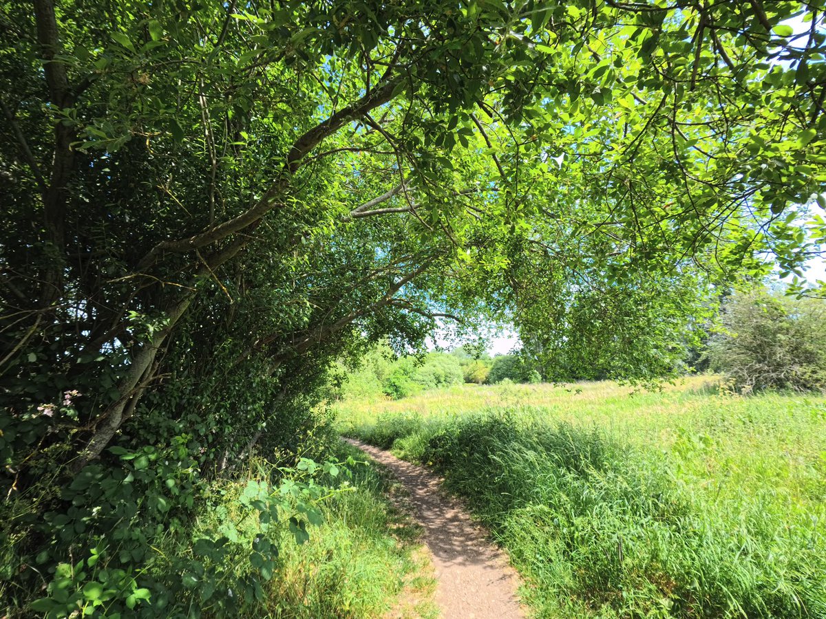 walks_camera's tweet photo. Green corner #trees #woodland #treeclub https://t.co/RSWusVSRMz