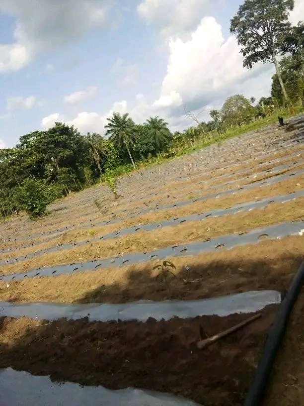 grace_orji73673's tweet photo. The sun may be hot, but not all the moisture has to leave your soil.

A good layer of mulch helps keep moisture around the root zone for longer.

Less moisture loss, less stress on the crop.

Simple practice, big impact.

Will you be trying this out in your farm ? https://t.co/hE7cgKRqK2