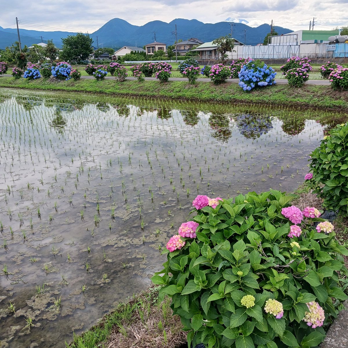 MnrouD's tweet photo. 神奈川県開成町
あじさいまつり 6日開幕
「開成ブルー」
遊びに来てください！ https://t.co/HE2bEmRpd7