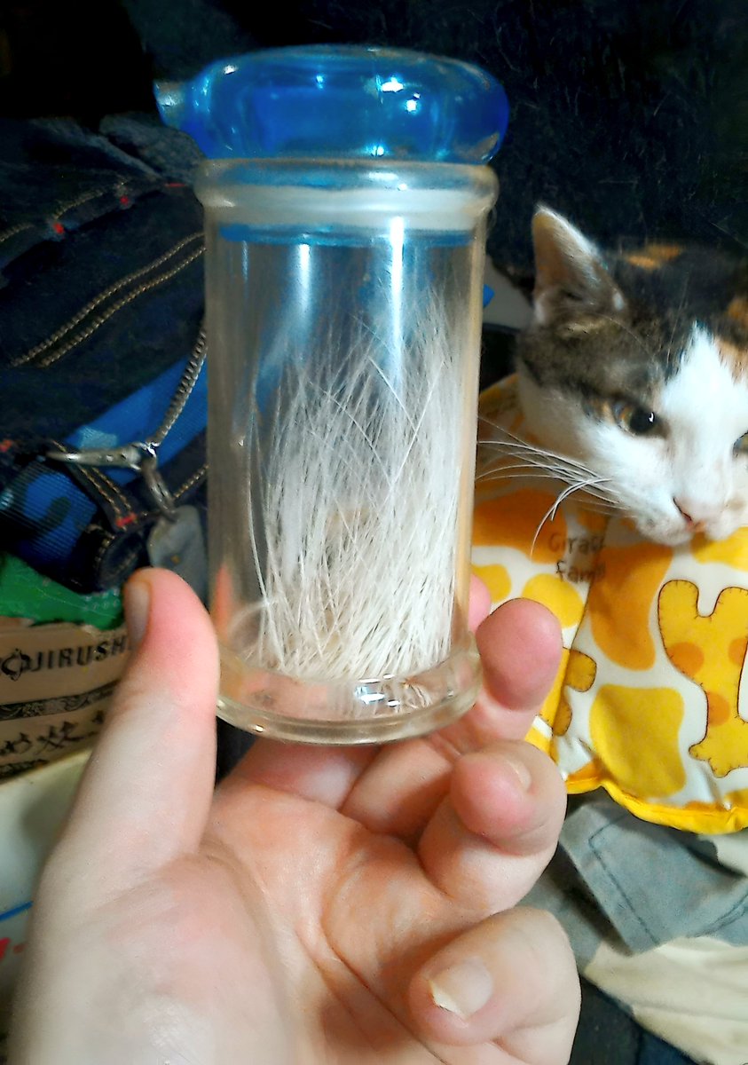 Spooky_Type_K's tweet photo. 【すぷねこRe:ラン(rerun)】
オイラ「なぁなぁ、見てん。オトーチャン、オマエ達のヒゲとか爪の抜け殻集めててん♪」
きなこ「ぅゎ、キモｯ！吉良吉影みたいなサイコキモｯｯ！！」
オイラ「そ…そんなにアカンのん……？(泣)」

#三毛猫を見せつける会 
#猫かわいいね https://t.co/Fi52QT27kB