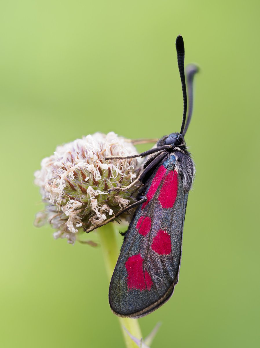 bernd_flicker's tweet photo. Beilfleck-Widderchen (Zygaena loti)
🔴Sein Name ist Programm: Der fünfte Flügelfleck hat die Form eines Beils! Dieser tagaktive Nachtfalter braucht Kalk-Magerrasen mit Hornklee & Kronwicke – schwindendem Lebensraum. In D auf der Roten Liste! 🌿 #Widderchen #Entomologie #Insekten https://t.co/Xkw3WY2Y2W