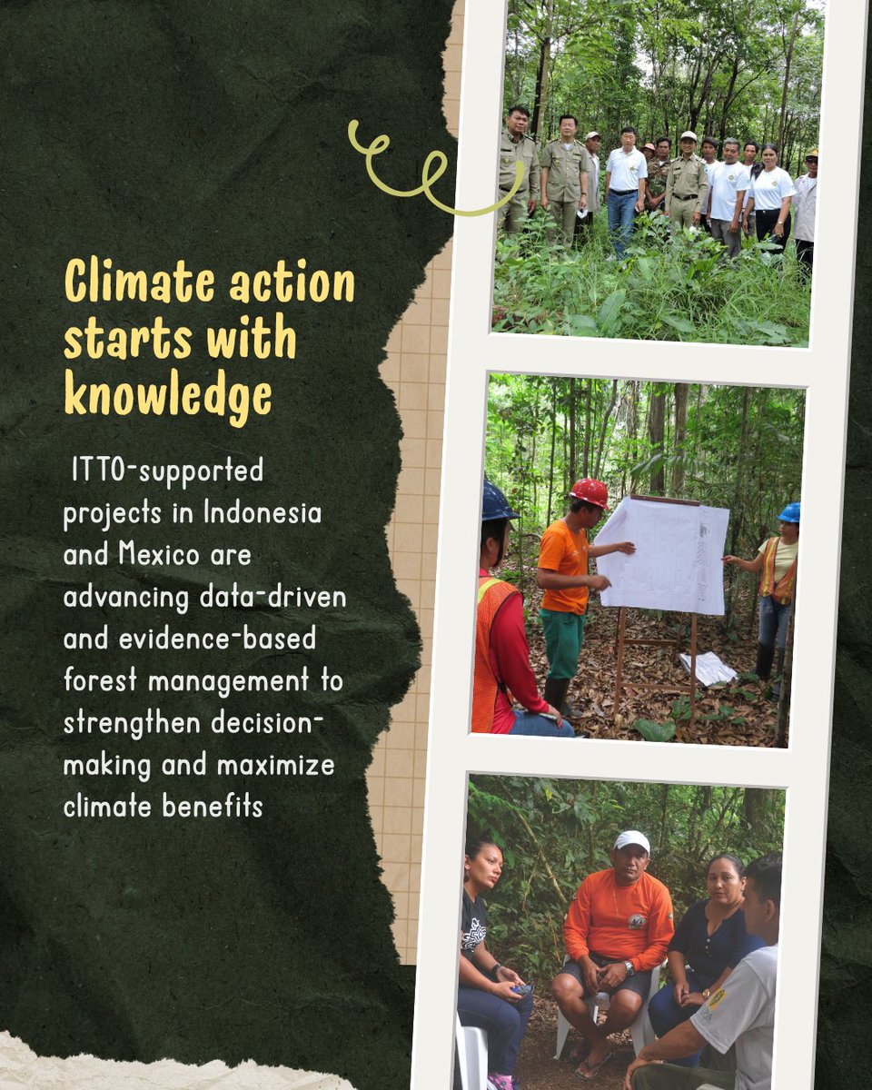 itto_sfm's tweet photo. 🌳 On #WorldEnvironmentDay, we celebrate the role forests play as indispensable climate solutions.

As climate pressures intensify, sustained investment in healthy and sustainably managed tropical forests is essential for climate resilience.

🔗 Read more: https://t.co/VTBbi75Fi9 https://t.co/tshDfs8XaF