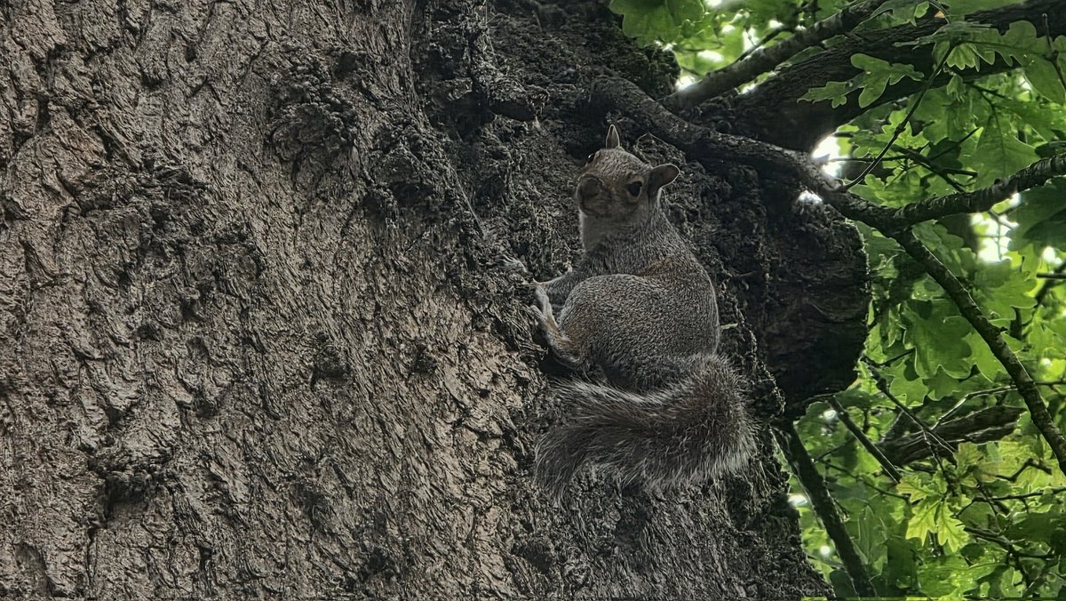 SamWalksALot's tweet photo. Lovely early morning walk in the company of squirrels 🌿🐿 https://t.co/Rn4FCBGV0t