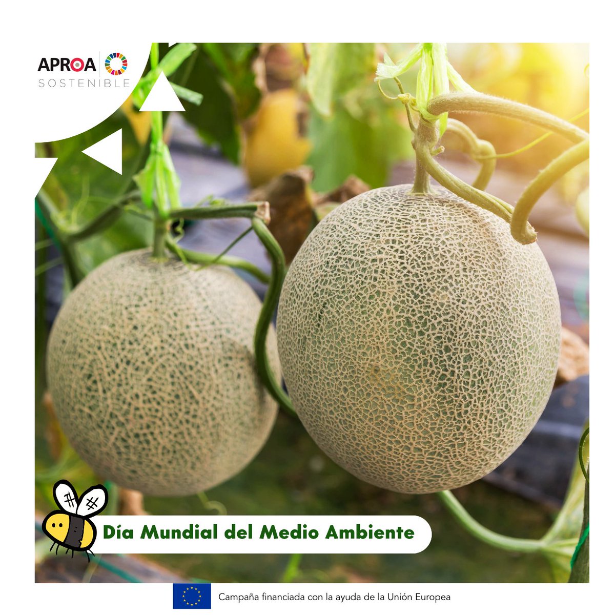 APROA_AOP's tweet photo. Hoy celebramos el #DíaMundialDelMedioAmbiente 🌍 una ocasión perfecta para reflexionar sobre la importancia de cuidar nuestro entorno y seguir apostando por modelos agrícolas sostenibles.
Trabajamos cada día para impulsar una agricultura eficiente y sostenible 🌿 https://t.co/UqBbnVsXoV