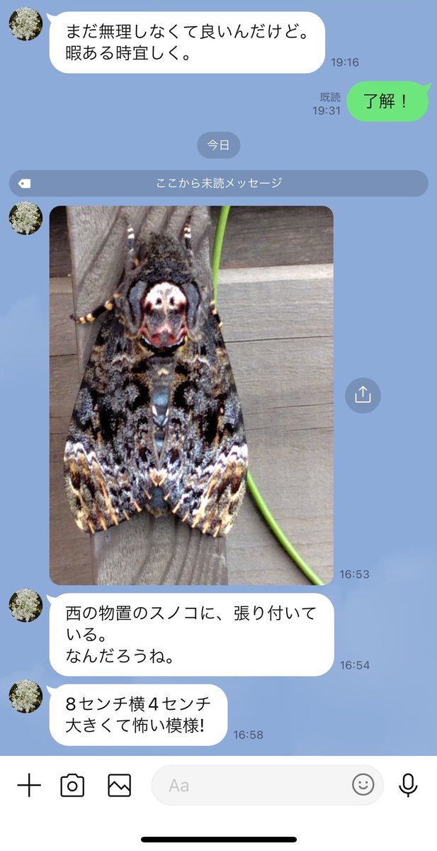 CSModelDesign's tweet photo. 母からLINEが来たので何か緊急事態かと思ったらこれ。 https://t.co/CQaXcbnEQW