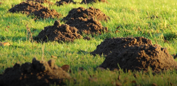 BritMoleCatch's tweet photo. #Defra pledges to look at #mole traps – BPCA responds https://t.co/ADvN2r7rxE via @britpestcontrol #molecatching #wildlifemanagement https://t.co/oOGpl4ubjA