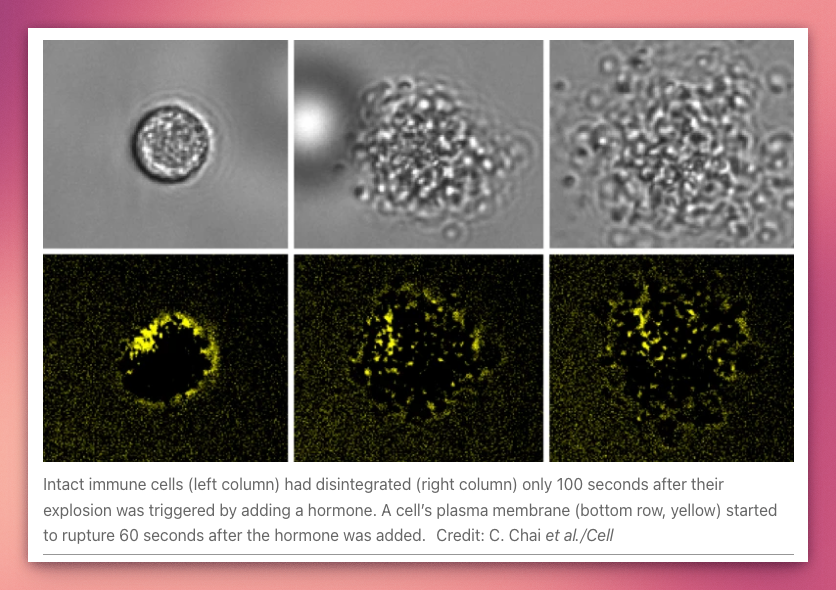 agingroy's tweet photo. A @Stanford team found a cell that kills by exploding.
One of them took out up to 70 neighbors in minutes, spraying a toxin that kills bacteria and body cells alike. They call it ruptosis, and it wasn’t in any textbook.

What makes it matter is the trigger. A hormone called activin sets it off, the same one that climbs as we age and drives muscle loss. This cell is following an order from the body.

It’s a flatworm, a long way from human medicine. The principle is what travels. A hormone that can order a cell to self-destruct is exactly the kind of thing that goes wrong with age.