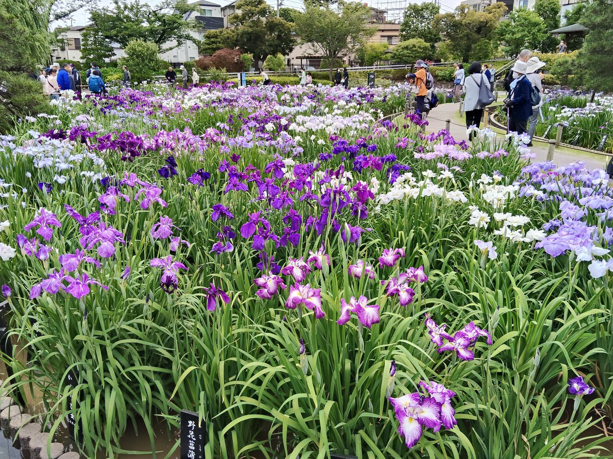 shi00222's tweet photo. 堀切菖蒲園に初めて行ってきました。ちょうど見頃でとてもきれい😍 駅からの遊歩道に紫陽花もたくさん咲いてて両方楽しめました。 https://t.co/sj5ffgY1FD
