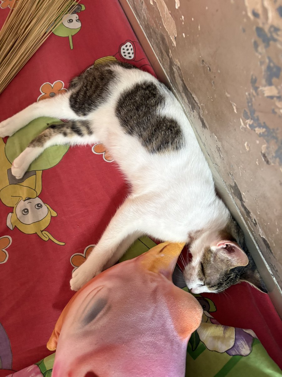 c4keyca's tweet photo. pipin abis mandi langsung bobo https://t.co/cwZWjqhjpq