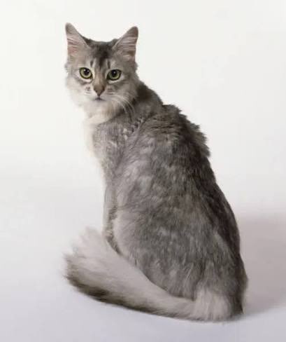 CryptidPigeonn's tweet photo. this guy being an obvious poser that knows nothing about warrior cats aside, who’s gonna tell him that cats trust look like graystripe do in fact exist? https://t.co/RNj6Yg26oS