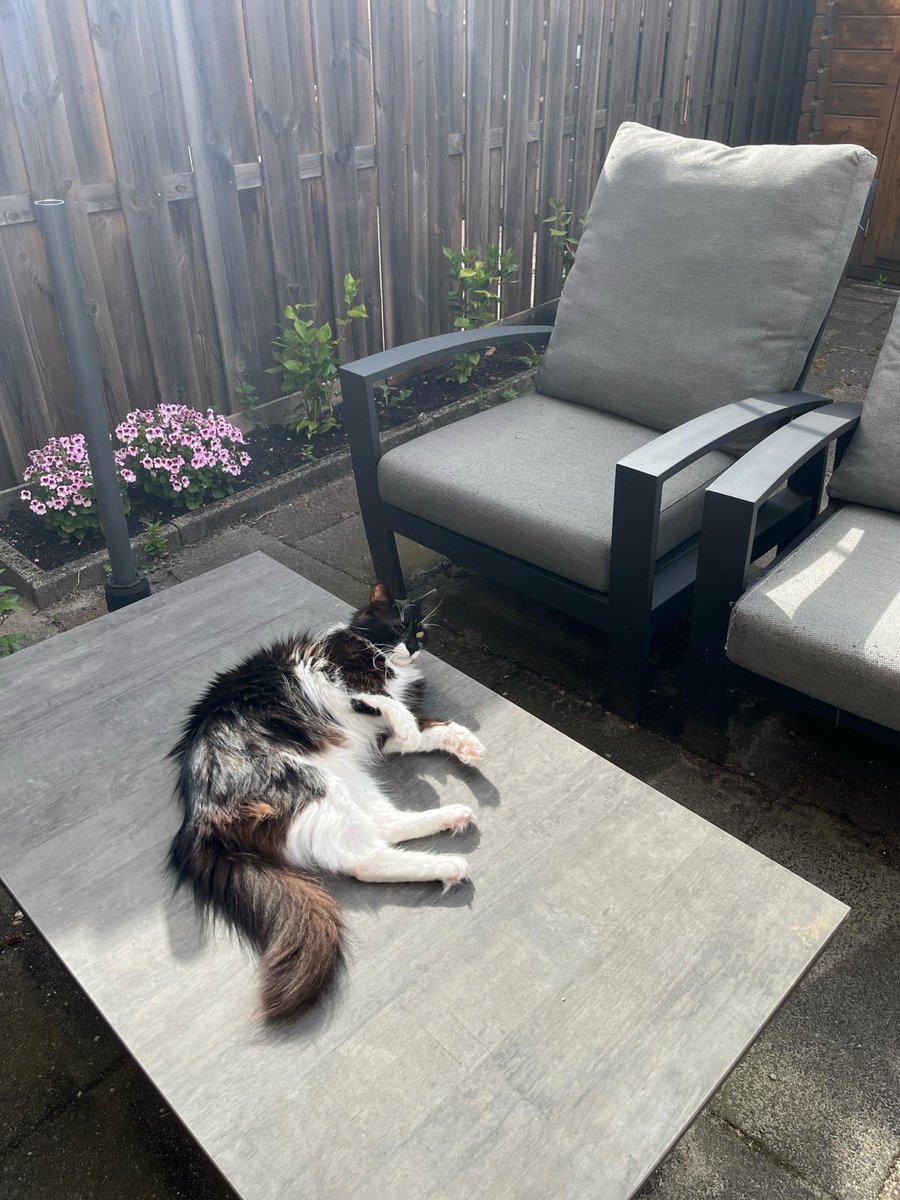ShassDoesStuff's tweet photo. Serious recharging in progress. 🪫🌞 Being this adorable all the time is exhausting! You have no idea!#FelineFriday #CatsOfTwitter #Twixcats #Cats #Sunbathing #WeekendPrep #Recharge https://t.co/iv7F5I0QFz