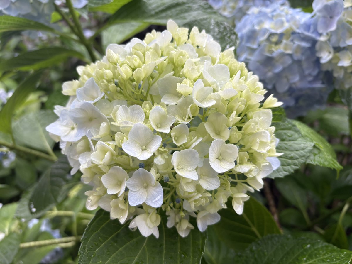 meptin100's tweet photo. 季節だね https://t.co/w74j50aNBI