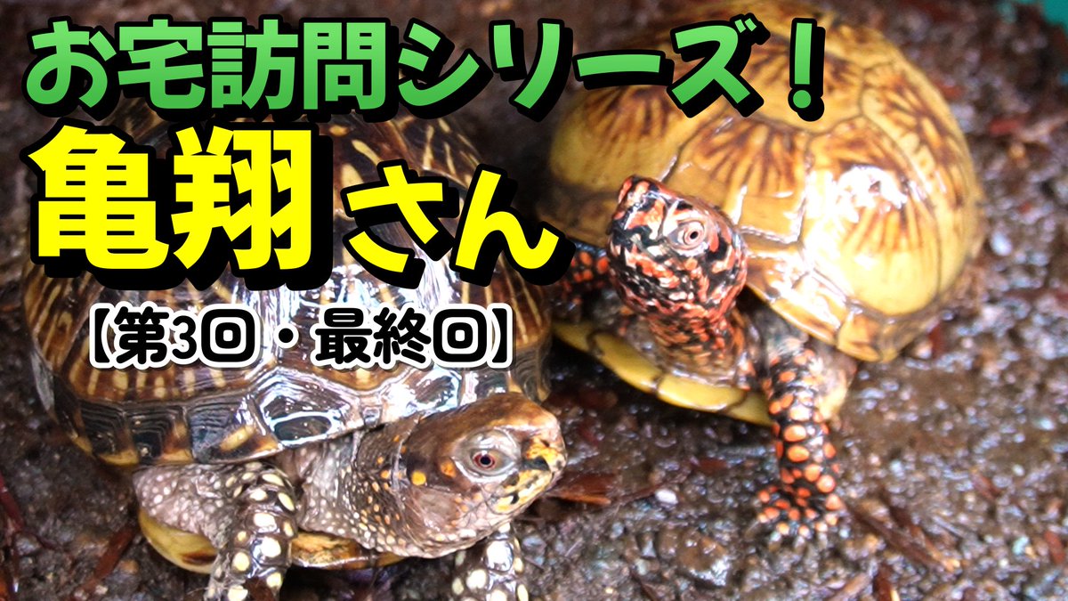000kamezo's tweet photo. お宅訪問シリーズ！亀翔さん
【第3回・最終回】の動画となります。
我が家産の懐かしのミツユビハコガメが登場♪

飼育の参考になれば幸いです。

 https://t.co/dhGLy1bqHE @YouTubeより https://t.co/tfnAMpEoRp