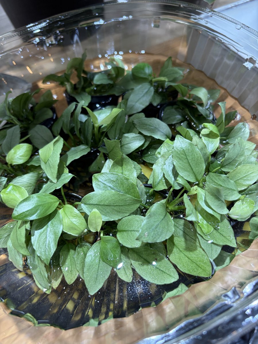 info_EARTH's tweet photo. アヌビアスナナ・ジェイドと
下草中心に水草入荷しました！ https://t.co/2O8Alf2aDd