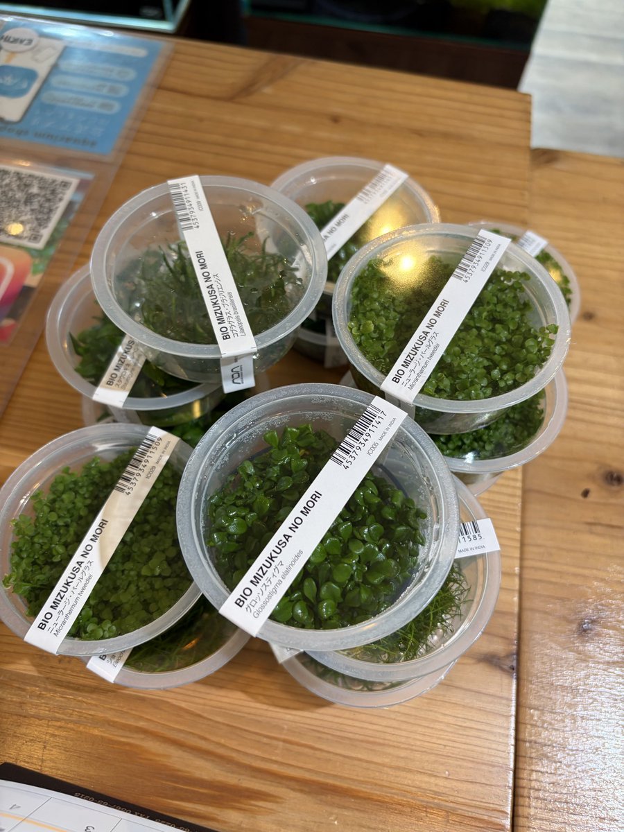 info_EARTH's tweet photo. アヌビアスナナ・ジェイドと
下草中心に水草入荷しました！ https://t.co/2O8Alf2aDd