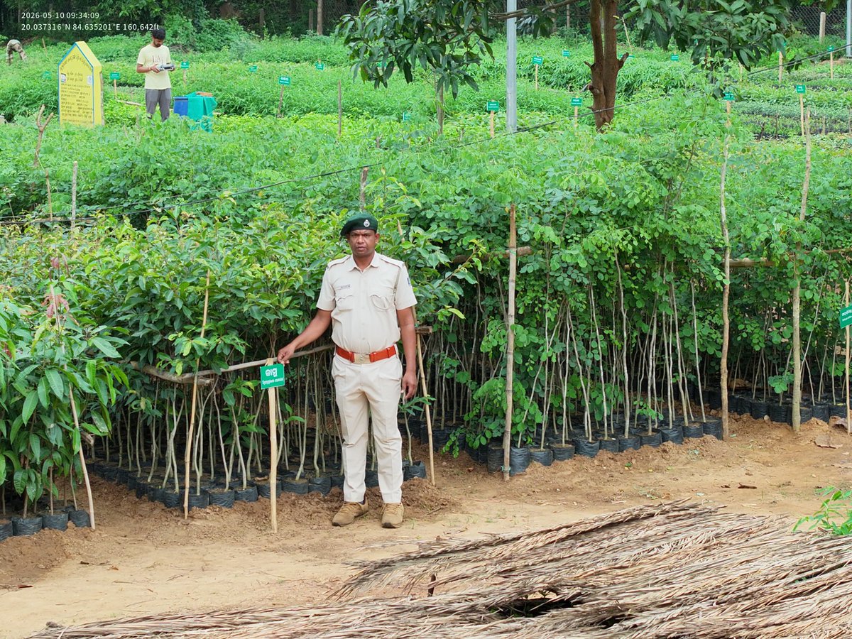 ghumsurnorth's tweet photo. 20000 Nos. 18 months old Seedlings raised under CAMPA In Karadabani Nursery , Gallery Range of Ghumsur North Division. @CAMPAODISHA @rccfberhampur @pccfodisha @Ganjam_Admin https://t.co/mls3pzH9fc