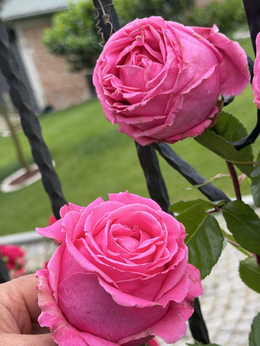 Parbleupar's tweet photo. My garden https://t.co/o0KIxbYLRh