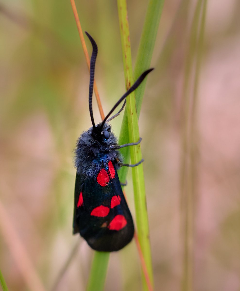 paulhayes55's tweet photo. Burnet Moth. https://t.co/55aWfqJDwu