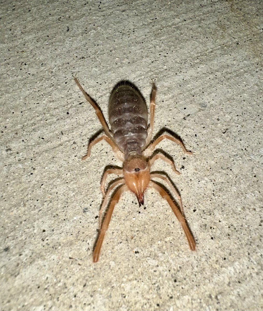 MGecko117's tweet photo. Look at this little guy I found yesterday on a late night walk! It’s still crazy to me that we have both native camel spiders and tarantulas in SoCal https://t.co/65djtr5q9w