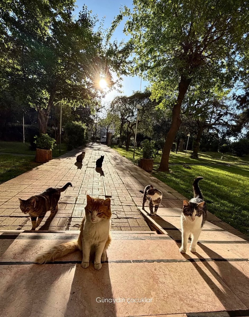 amerkarahan's tweet photo. They aren't posting pictures together, but the cats are bridging the gap perfectly🫠

#Arafta #MerTeş #Emsu #EminGünenç #IlsuDemircii https://t.co/QdTlKxEzI9