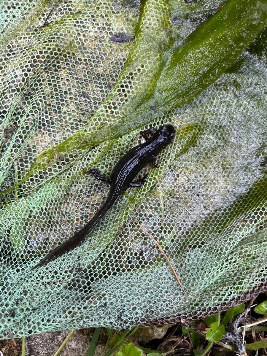 LambleyWi's tweet photo. Day5 #30DaysWild it’s not just the pretty cute things the WI ladies support. Newt from the garden pond today. @30DaysWild @WomensInstitute @NottsFedWI https://t.co/bZSG4dTYtt