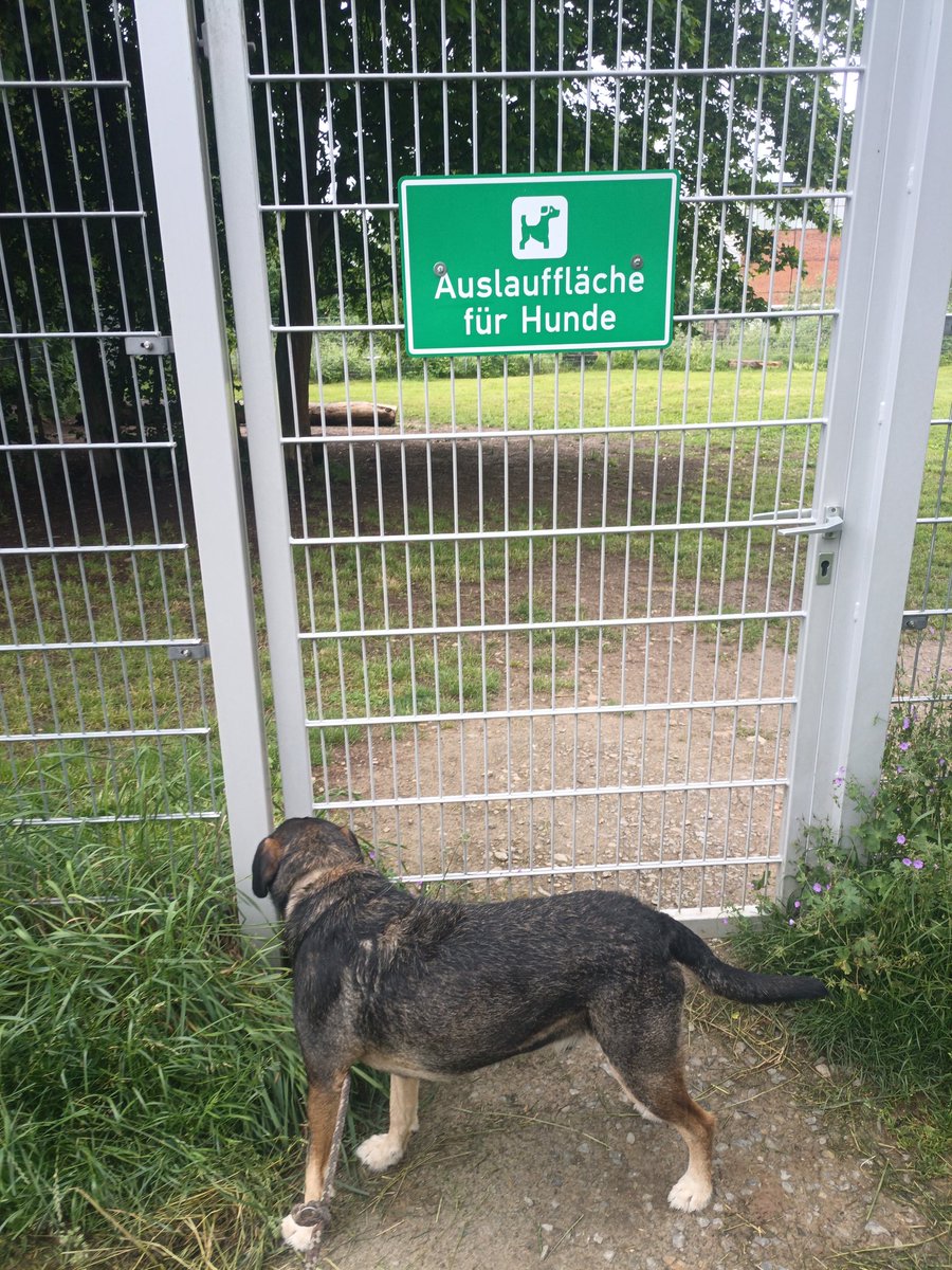 gerlet1's tweet photo. Flitze Wiese, jetzt zur Land Metzgerei, Gehacktes Brötchen holen. 🐕‍🦺☕ https://t.co/Wozwie4aOc