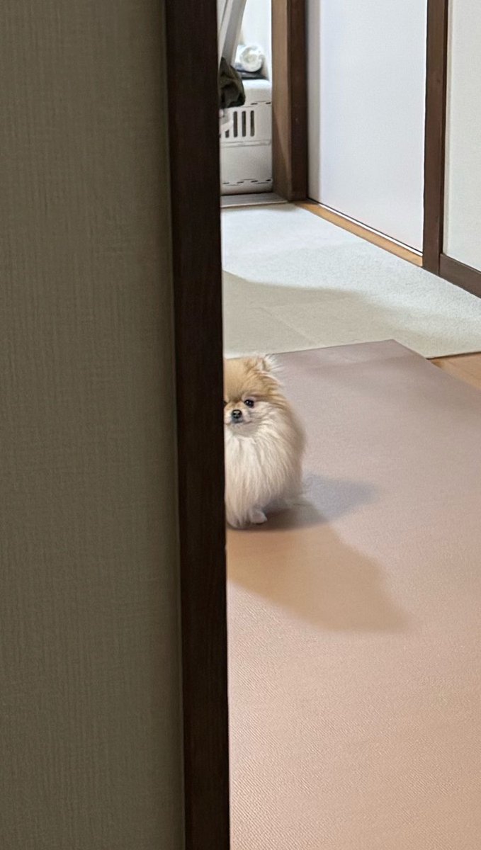 nagomi_kedama's tweet photo. 初めて犬カフェにこっそり行った時、玄関開けた瞬間からこうで震えが止まりませんでした https://t.co/aTpbNlF7wP