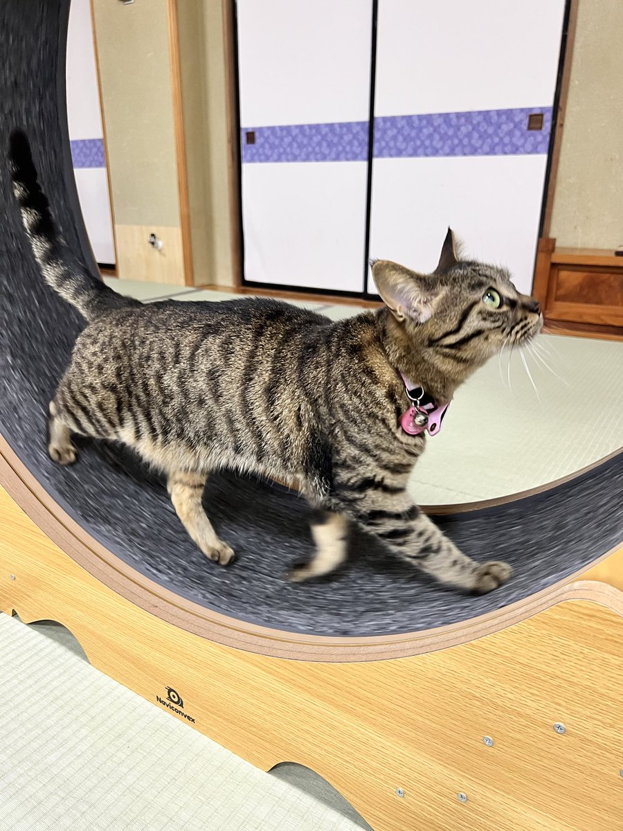 starcrime7's tweet photo. この間、長野の猫旅館に泊まった時の子ら
部屋まで来たのめっちゃ可愛かった(´ω`)
一緒にウトウトして最高のまったり空間やった✌︎('ω')✌︎ https://t.co/fv20mAq20U