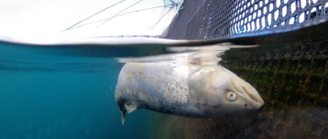 AilsaMcL's tweet photo. Wonderful to hear that chef Angella Hartnett has joined @WildFishCons #OffTheTable campaign, removing farmed #Salmon from her menu. Hopefully others like @jamieoliver + @Rick_Stein will follow suit a d stop promoting a product with such awful environmental and social impacts. https://t.co/qvIkmrJLYm