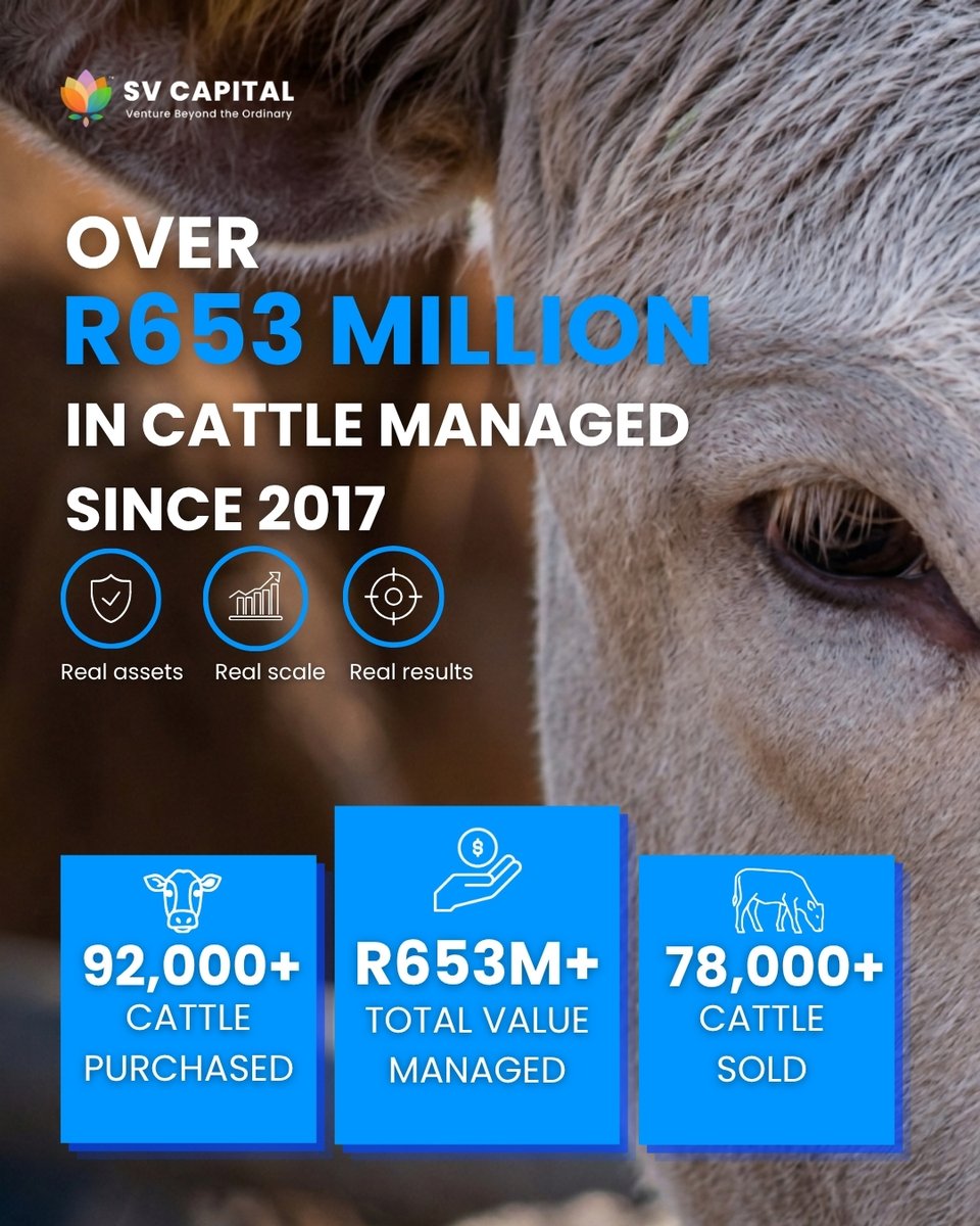 sv_capital's tweet photo. Since 2017, our alternative asset portfolios have quietly set the standard for asset-backed growth, facilitating over R653 million in transactions. 

With an average return of 14.58% per annum since inception and a legacy of over 92,000 livestock managed, we prove that the most sophisticated wealth preservation is anchored in the tangible.

Real assets. Proven performance. Nearly a decade of results.

Visit https://t.co/XvDZnaQA2f to learn more about our cattle investment.