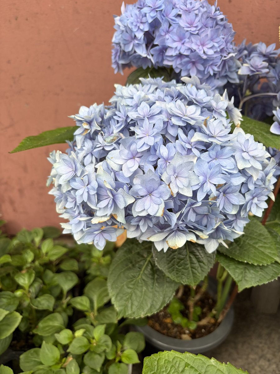 Oh1173CEO's tweet photo. このあじさい綺麗だから
プレゼントにした！😊

les mille feuilles （レ ミルフォイユ）
渋谷区千駄ヶ谷3-52-3 https://t.co/nbahlUX5Y6