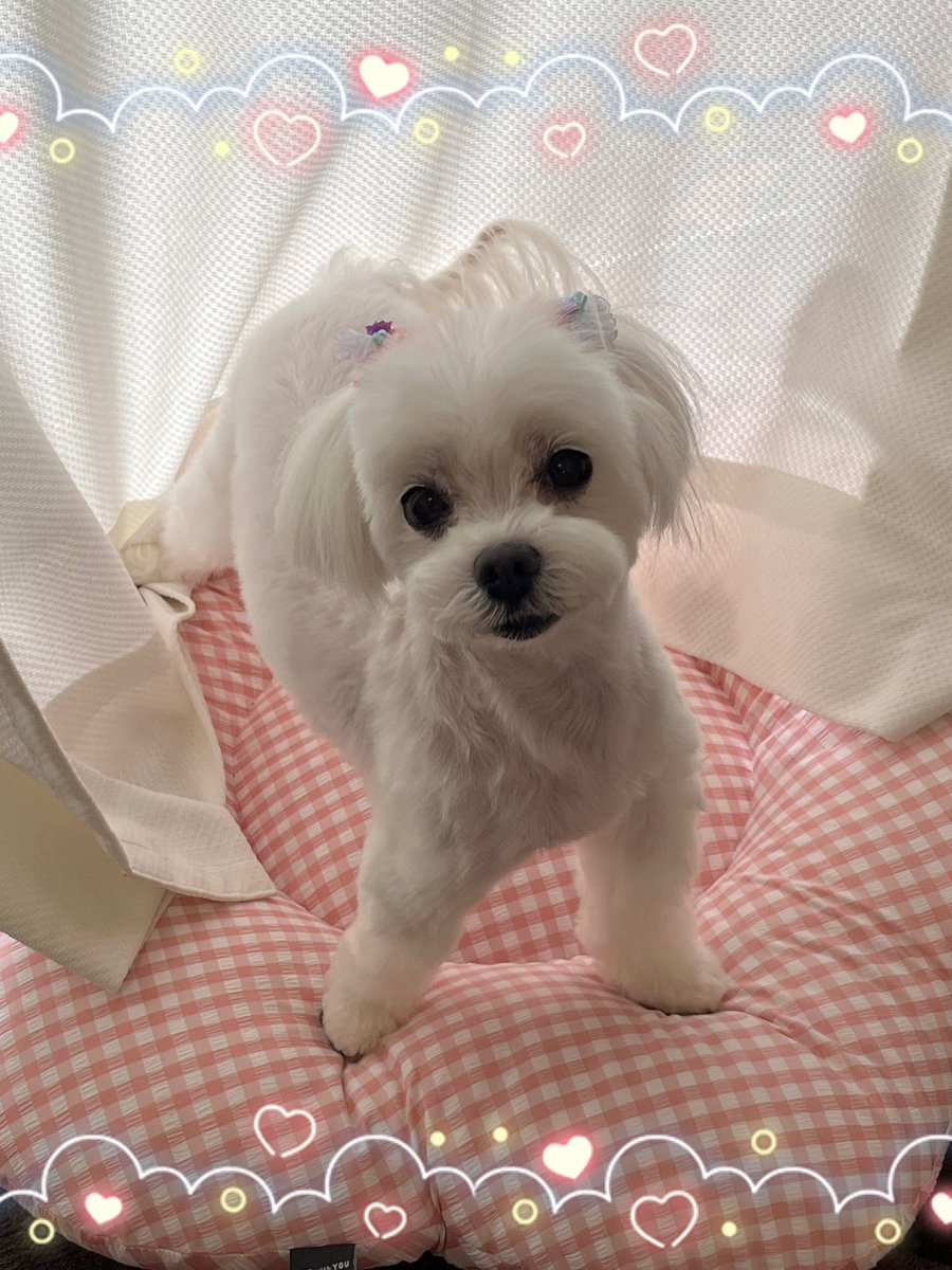 x_ayako_'s tweet photo. あたち12歳❣️
今日、ままのお友達に
るるﾁｬﾝ６歳ぐらいに見える〰︎って
言われたでしゅ😍ﾔｯﾀｰ✨

明日は
伊豆高原までロングドライブでしゅ🚗💨
　𝓑𝔂｡るる https://t.co/g1QviUMkAD