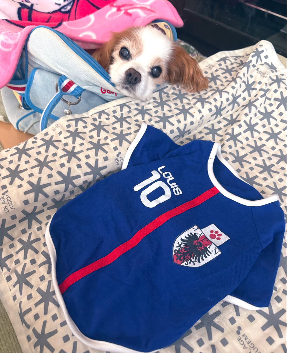 201Juice's tweet photo. 準備は出来てるよ⚽️🐾✨

（愛犬5回目の）ワールドカップまであと1週間！！

最高の景色を！！

#キャバリア　#FIFAWorldCap https://t.co/aeJz77Y4e3