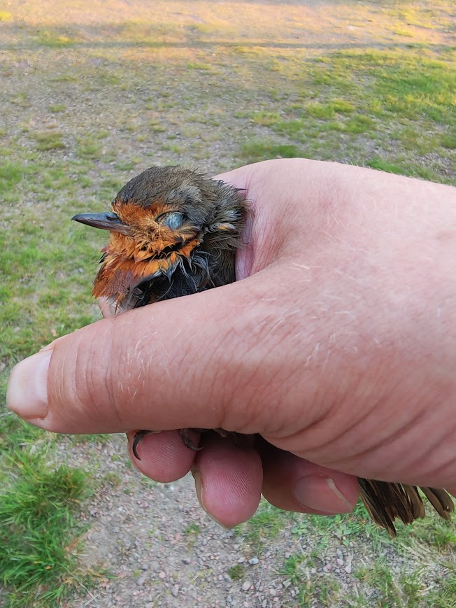 teemutast's tweet photo. Pihan vesisaavista löytyi aikuinen punarinta. Puolen tunnin kuluttua lähti lentoon. Föönättiin vähän hiustenkuivaajalla. 🙂 https://t.co/AlqOh7Ea9b