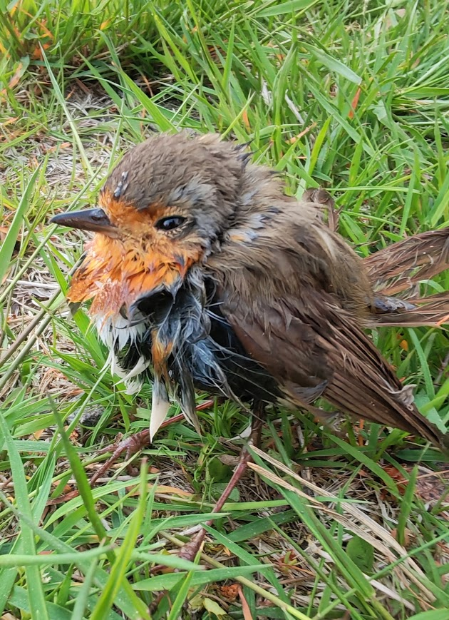 teemutast's tweet photo. Pihan vesisaavista löytyi aikuinen punarinta. Puolen tunnin kuluttua lähti lentoon. Föönättiin vähän hiustenkuivaajalla. 🙂 https://t.co/AlqOh7Ea9b
