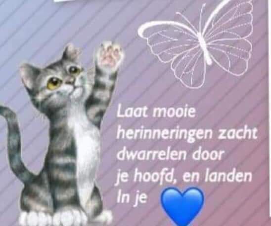 ESiersma's tweet photo. @FreddieDeRoKa Wat fijn dat jullie Sela naar zijn eigenaar gebracht hebben om ook afscheid te kunnen nemen en hij daar begraven is naast zijn dochter ❤️ en hij ook een mooi herdenkingsplekje krijgt dicht bij jullie mooie lieve  ❤️Freddie❤️ Wat zullen jullie ze missen, sterkte 💔😿😽❤️❤️❤️ https://t.co/JNcw6b6gfA
