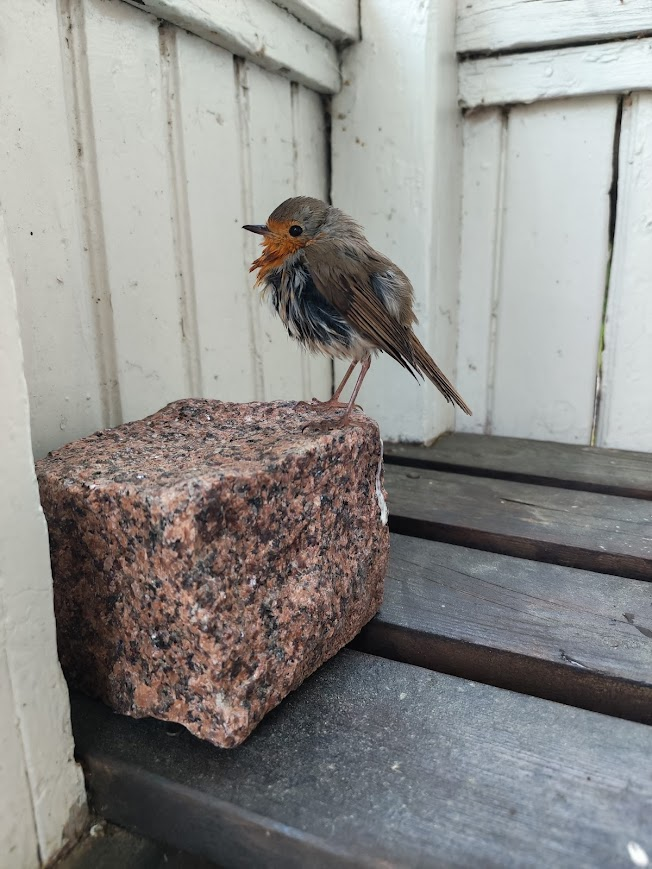 teemutast's tweet photo. Pihan vesisaavista löytyi aikuinen punarinta. Puolen tunnin kuluttua lähti lentoon. Föönättiin vähän hiustenkuivaajalla. 🙂 https://t.co/AlqOh7Ea9b