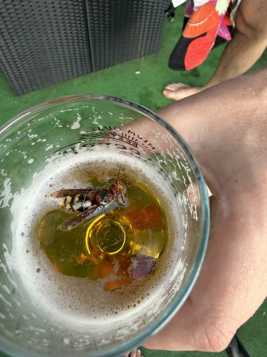 LexxSolace's tweet photo. A drunken hornet 🫪 https://t.co/TVPH3w3koc