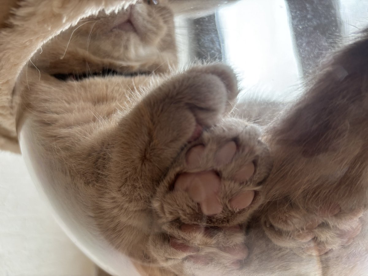 micro_a_rin's tweet photo. 🐾🐾 https://t.co/jFDfiHAva2