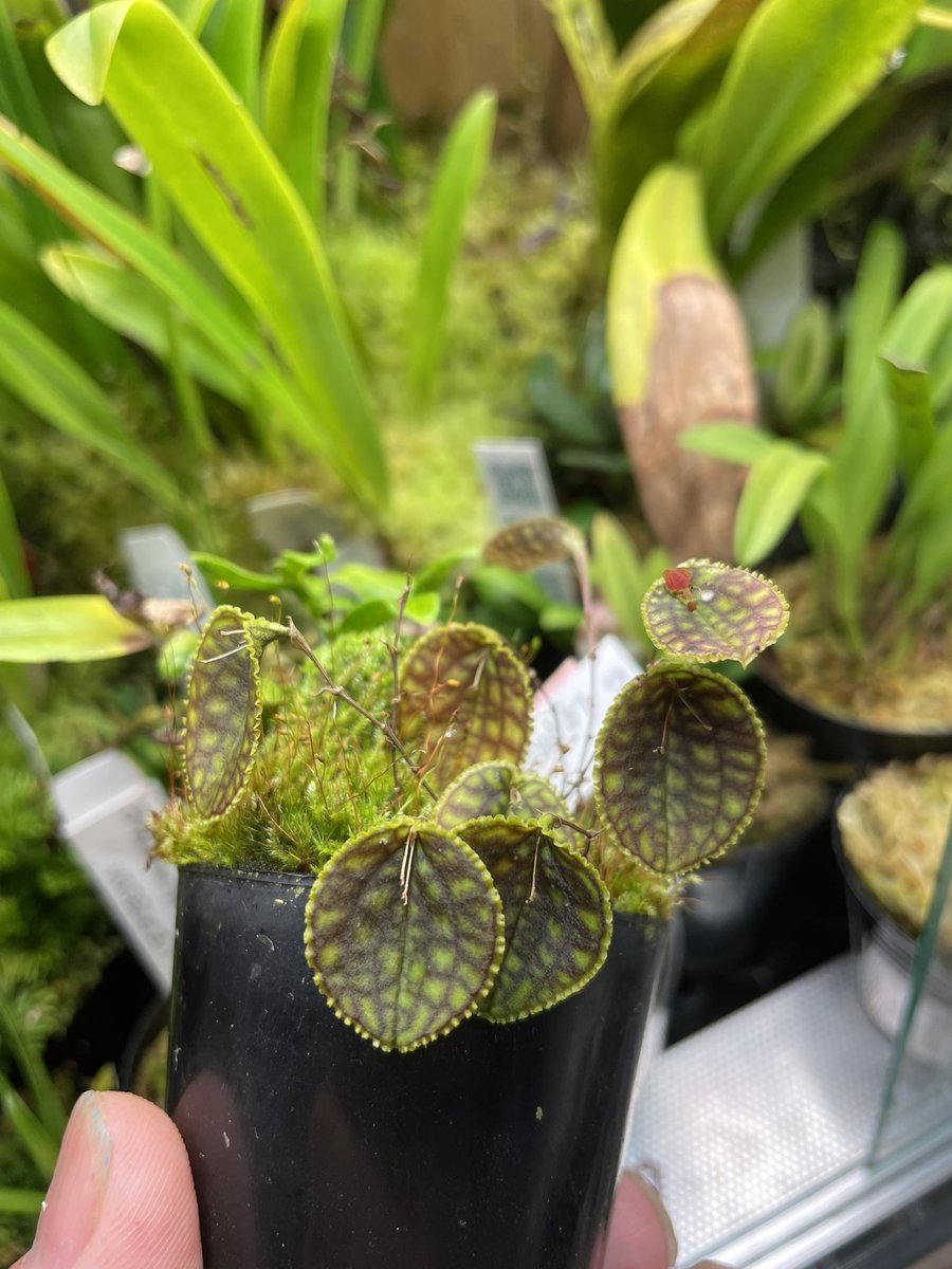 ja111981's tweet photo. Lepanthes calodictyon
別個で入手した2株
片方は変なシダ生えて来てる…レカノプテリス？ https://t.co/Kiq7LHbIvp
