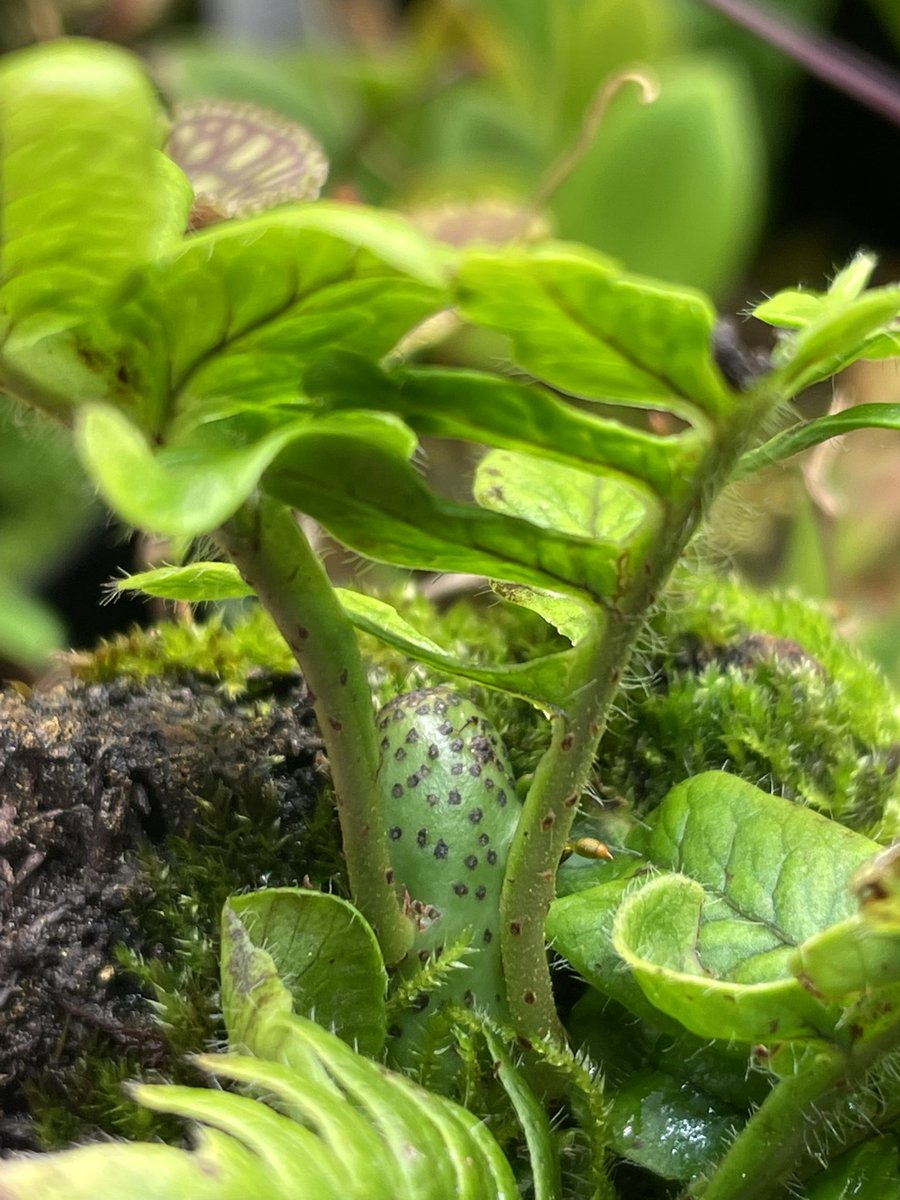 ja111981's tweet photo. Lepanthes calodictyon
別個で入手した2株
片方は変なシダ生えて来てる…レカノプテリス？ https://t.co/Kiq7LHbIvp