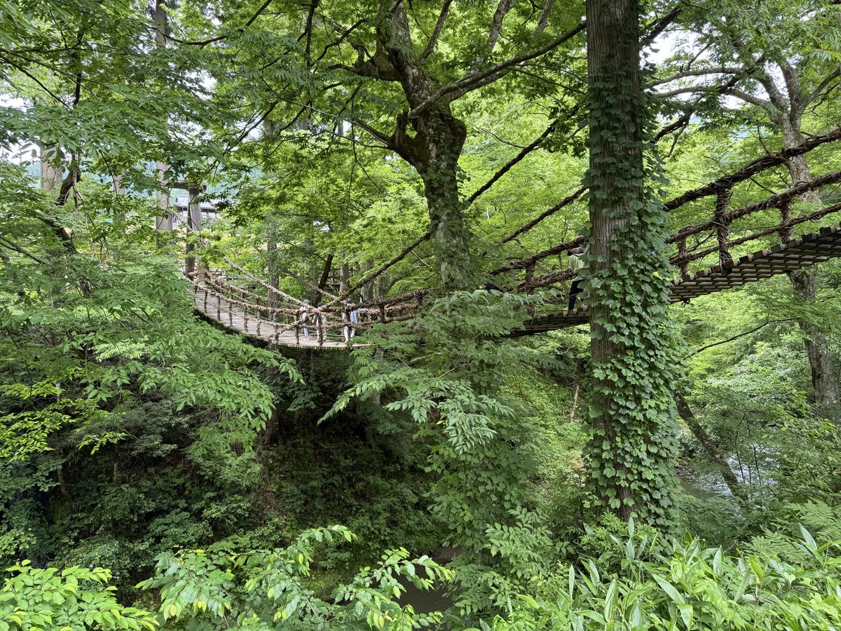 Cocoabe113's tweet photo. 福井のかずら橋

徳島 祖谷のかずら橋に作り方教えてもらってできたそうな

長さ44m 川からの高さ12mらしいけど、体感では長さ80mくらいあった……ちょーこぇえw

すごく楽しかったですw
こぇえw https://t.co/canEZxybAc